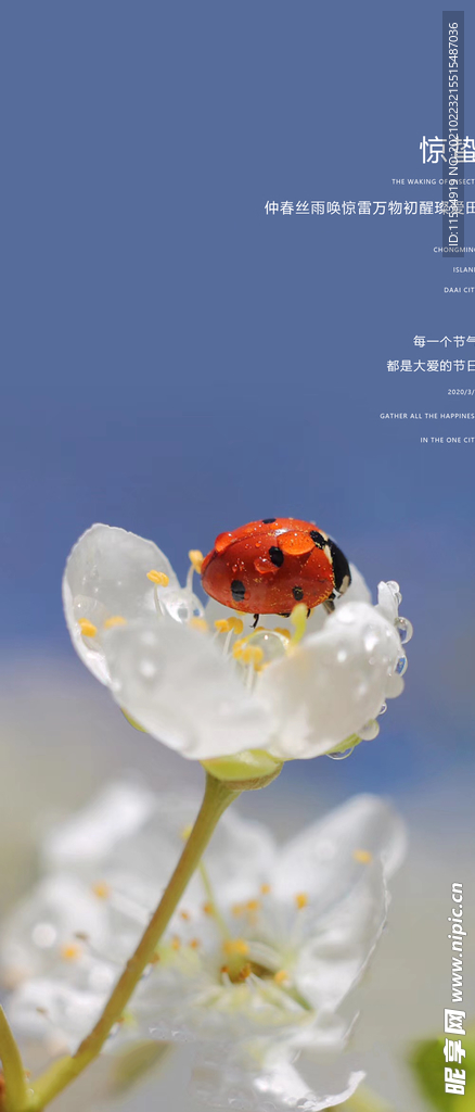 惊蛰节气海报