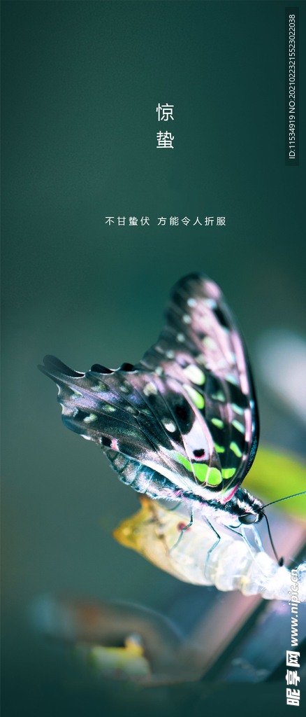 惊蛰节气海报