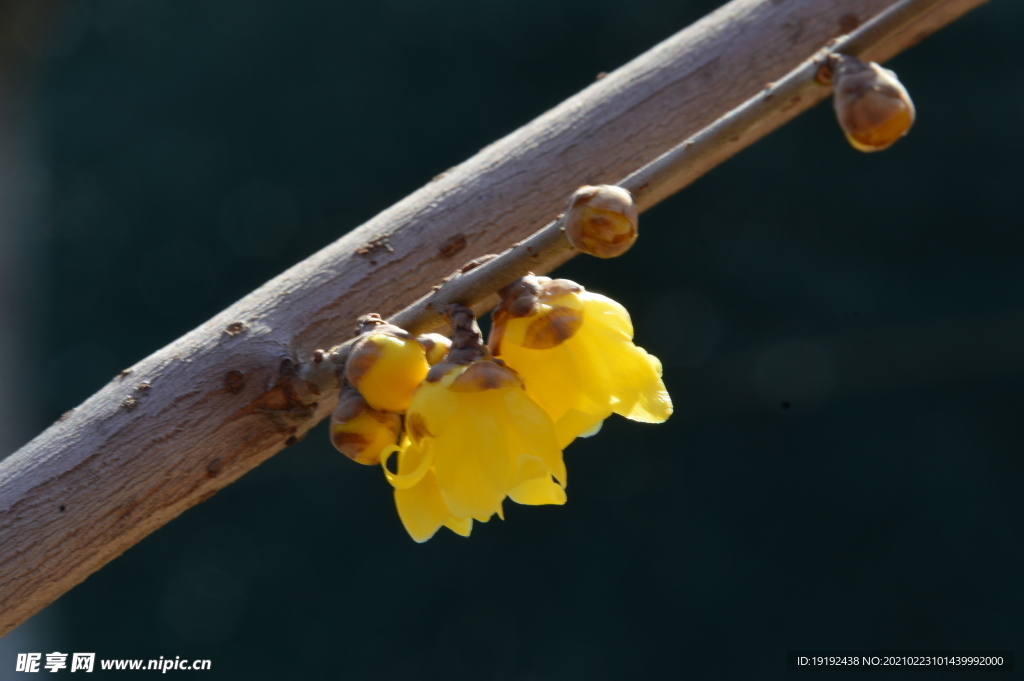 蜡梅花