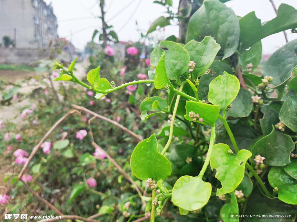 清新水果果蔬