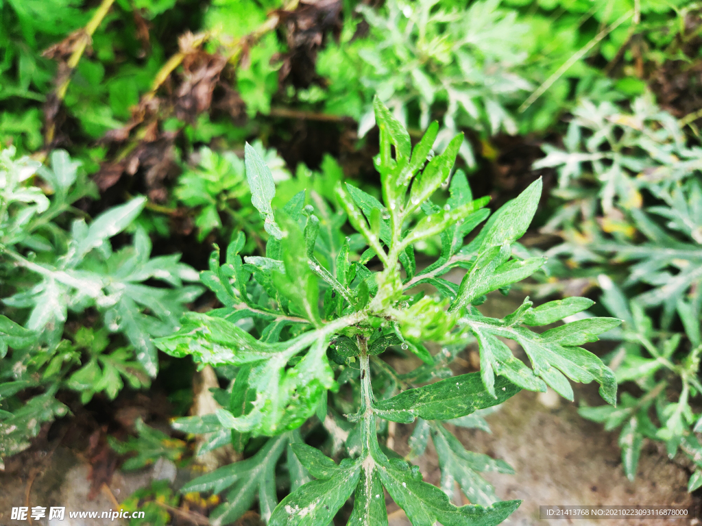绿植绿叶植物