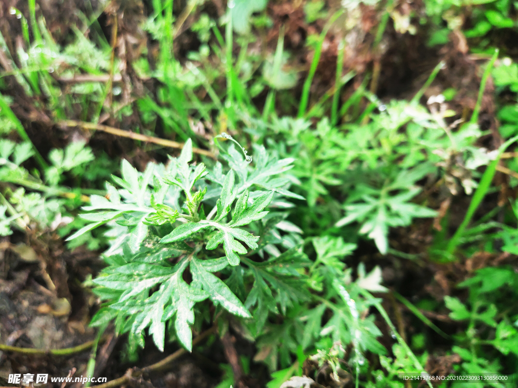 绿植绿叶植物