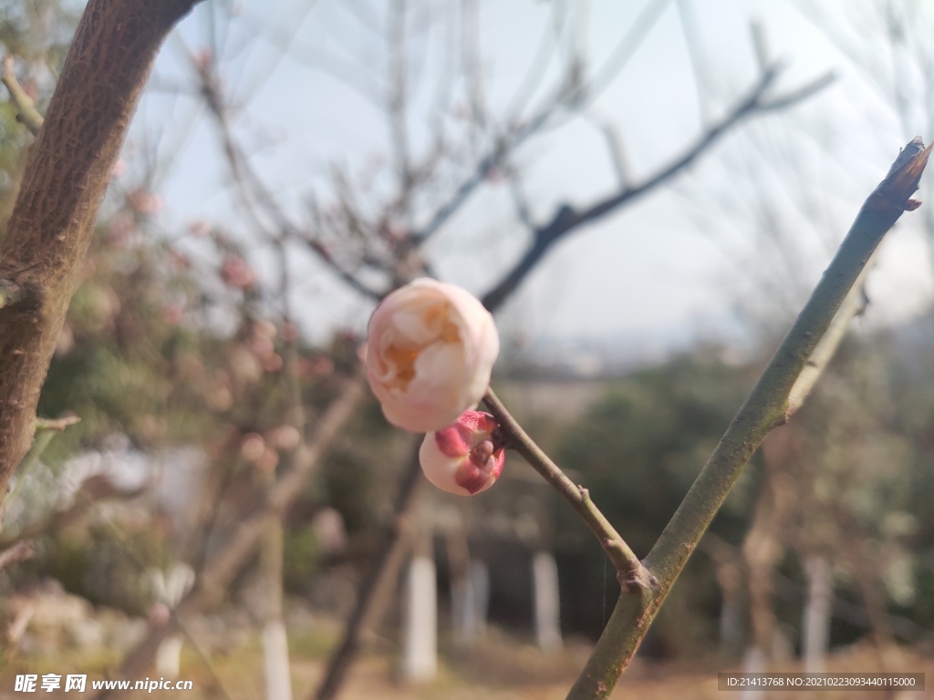 腊梅花朵花卉