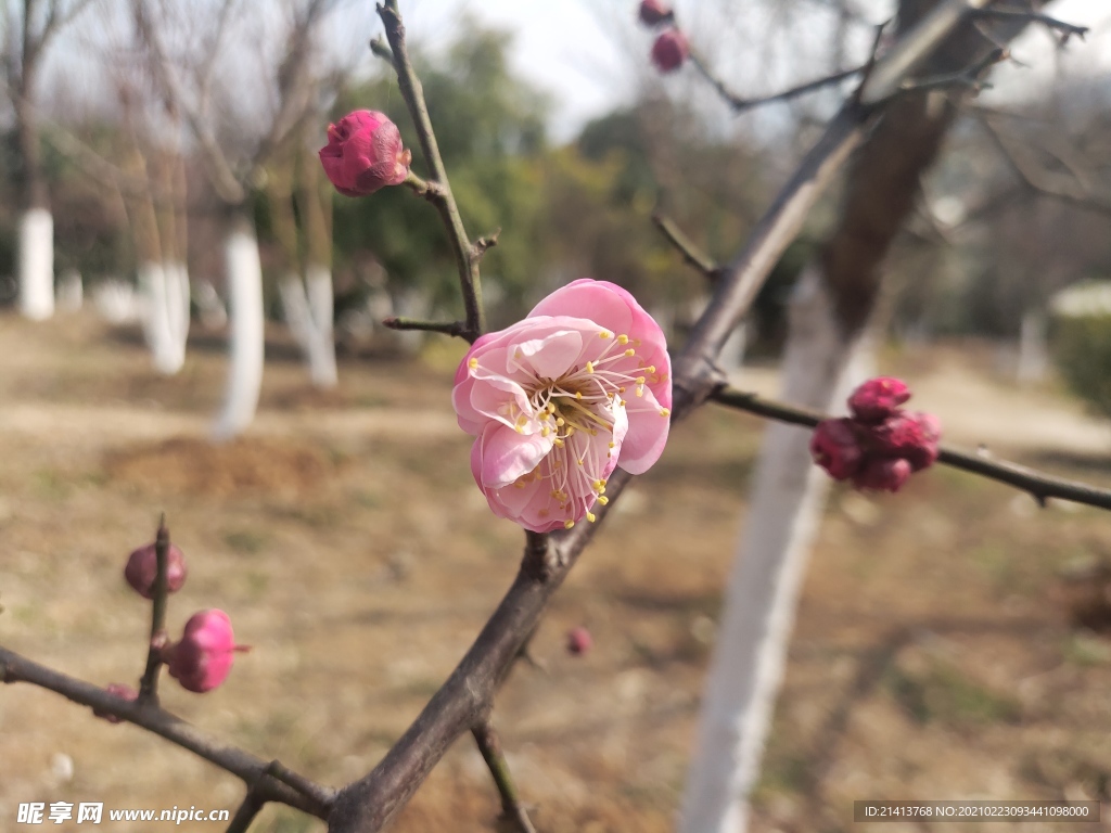 腊梅花朵花卉