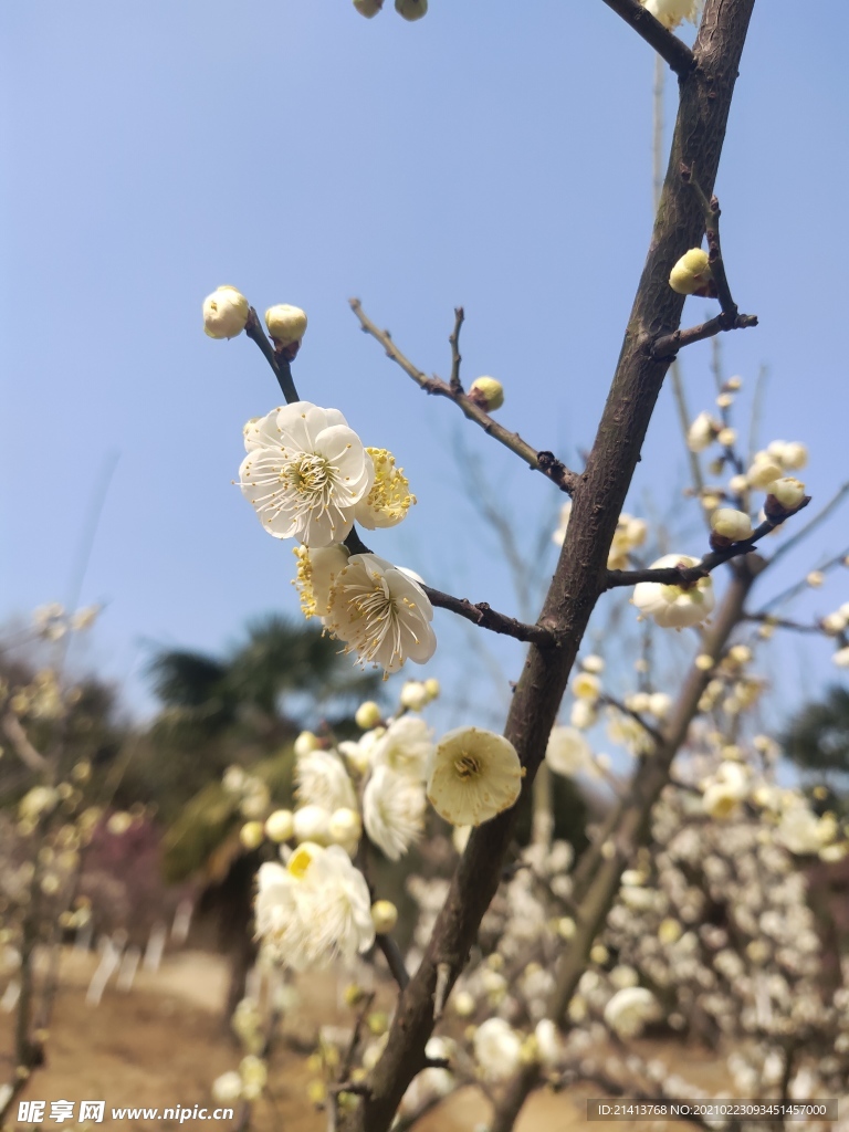 腊梅花朵花卉