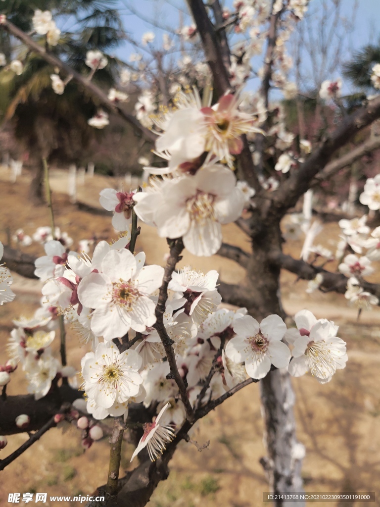 腊梅花朵花卉