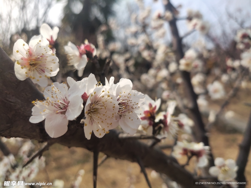 腊梅花朵花卉