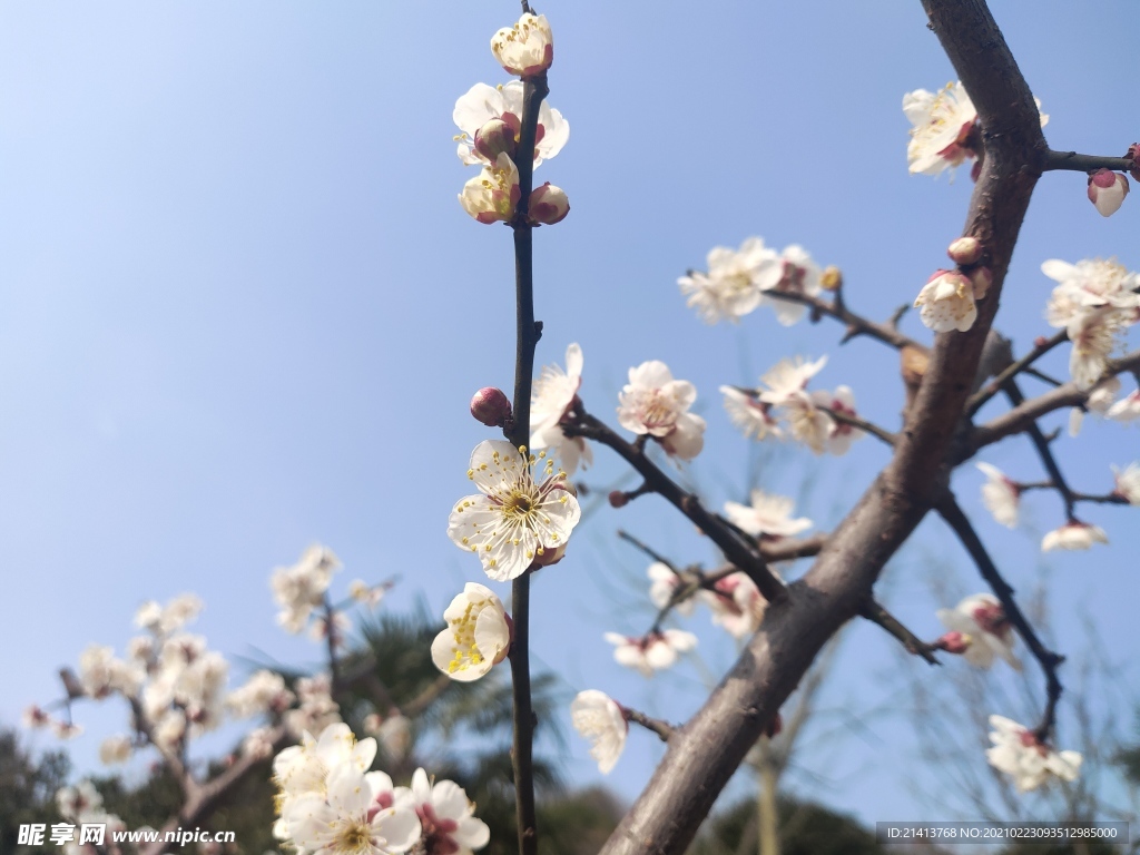 腊梅花朵花卉