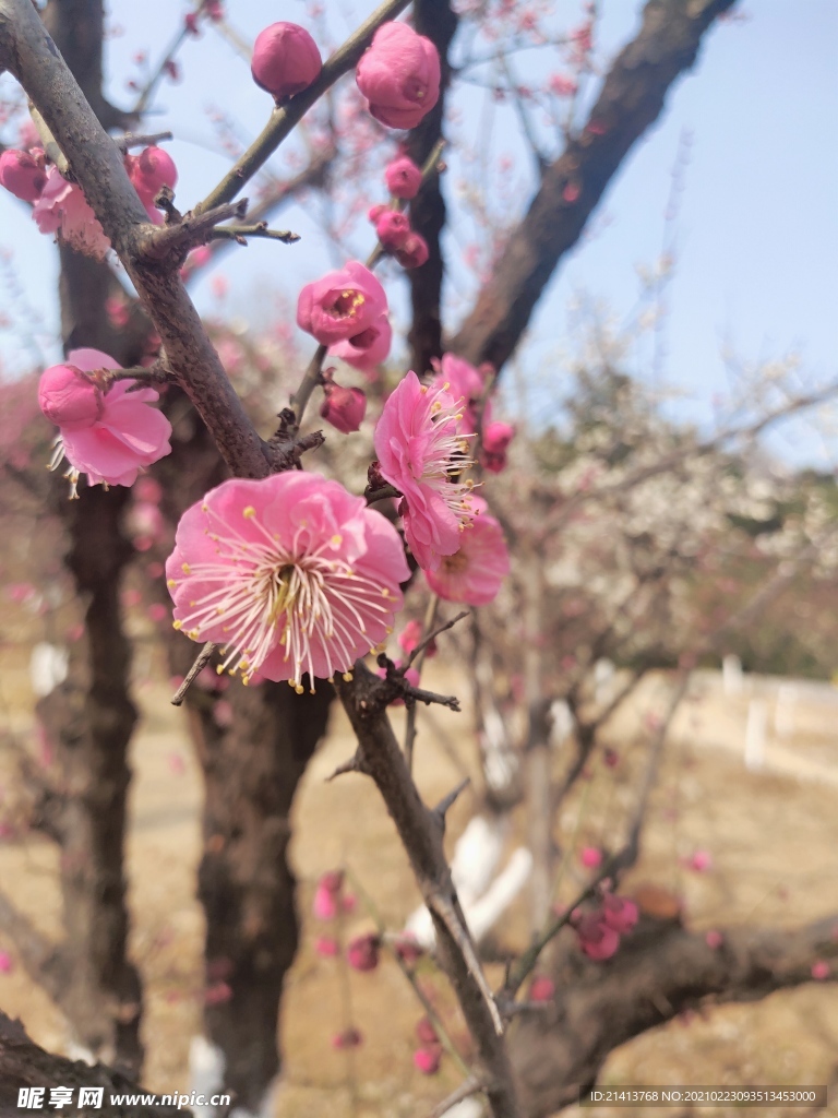 腊梅花朵花卉