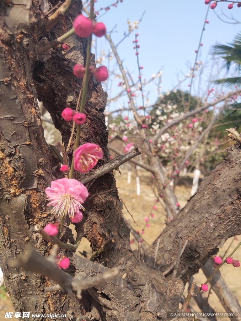 腊梅花朵花卉