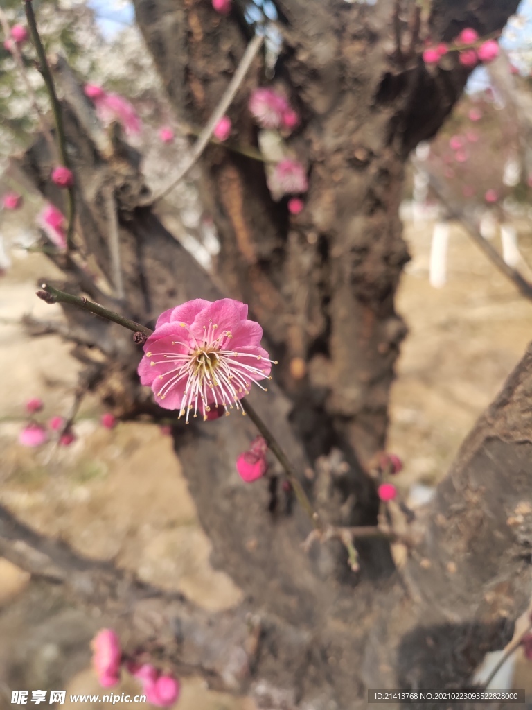 腊梅花朵花卉