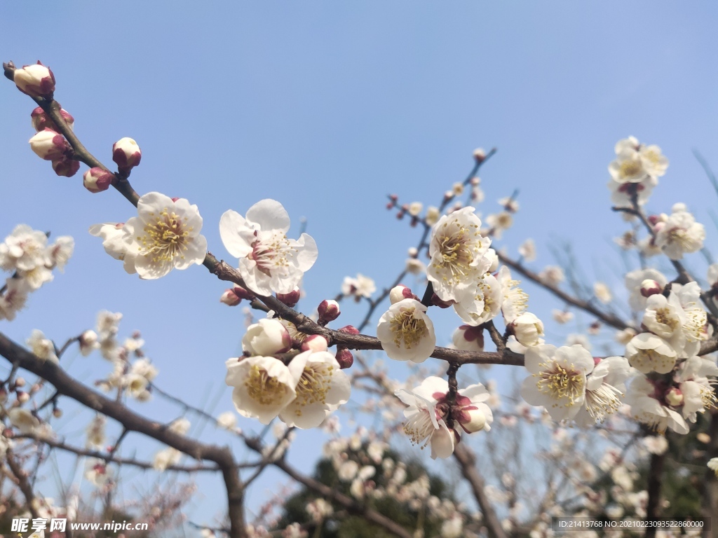 腊梅花朵花卉