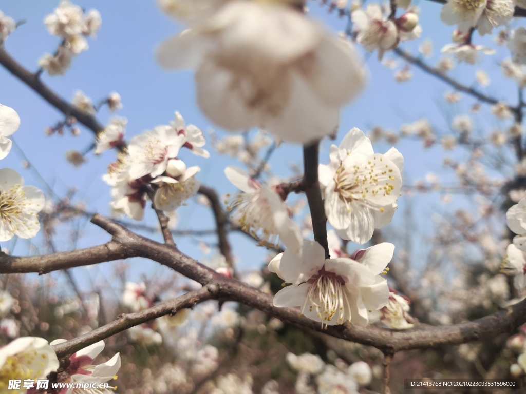 腊梅花朵花卉