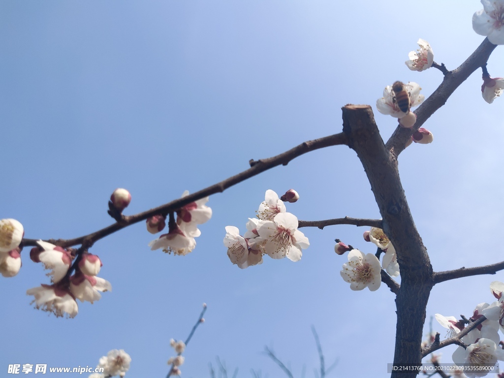 腊梅花朵花卉