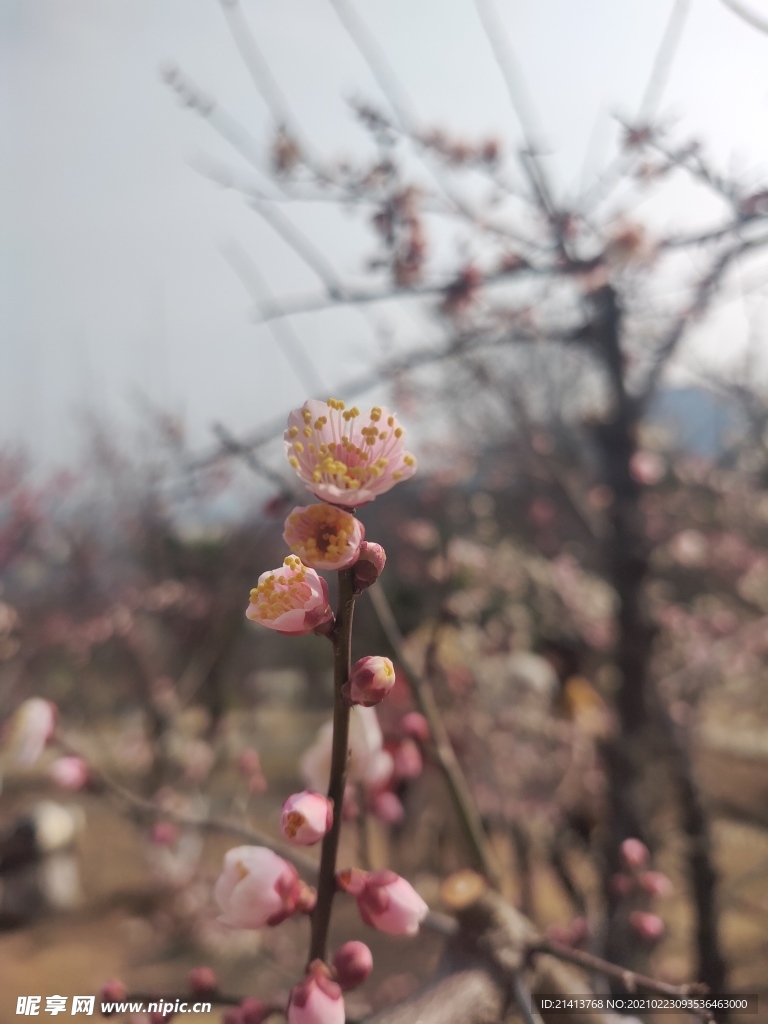 腊梅花朵花卉