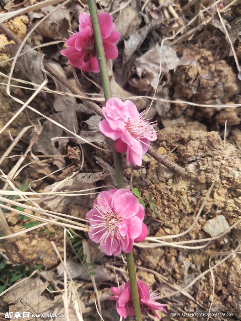 腊梅花朵花卉