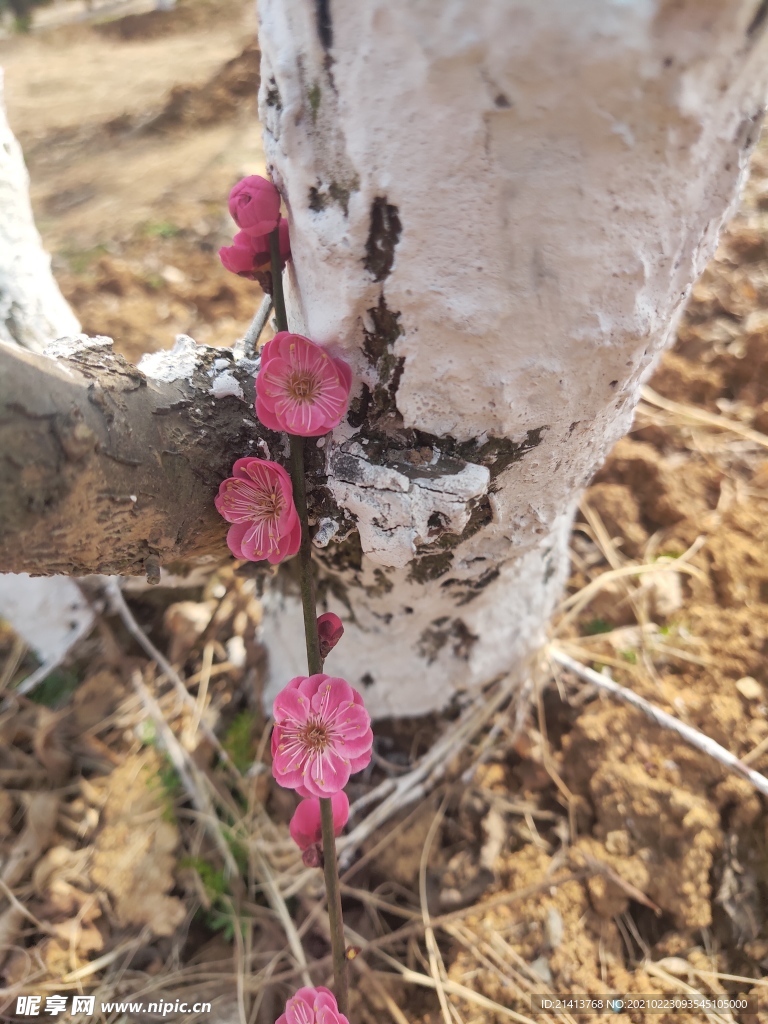 腊梅花朵花卉