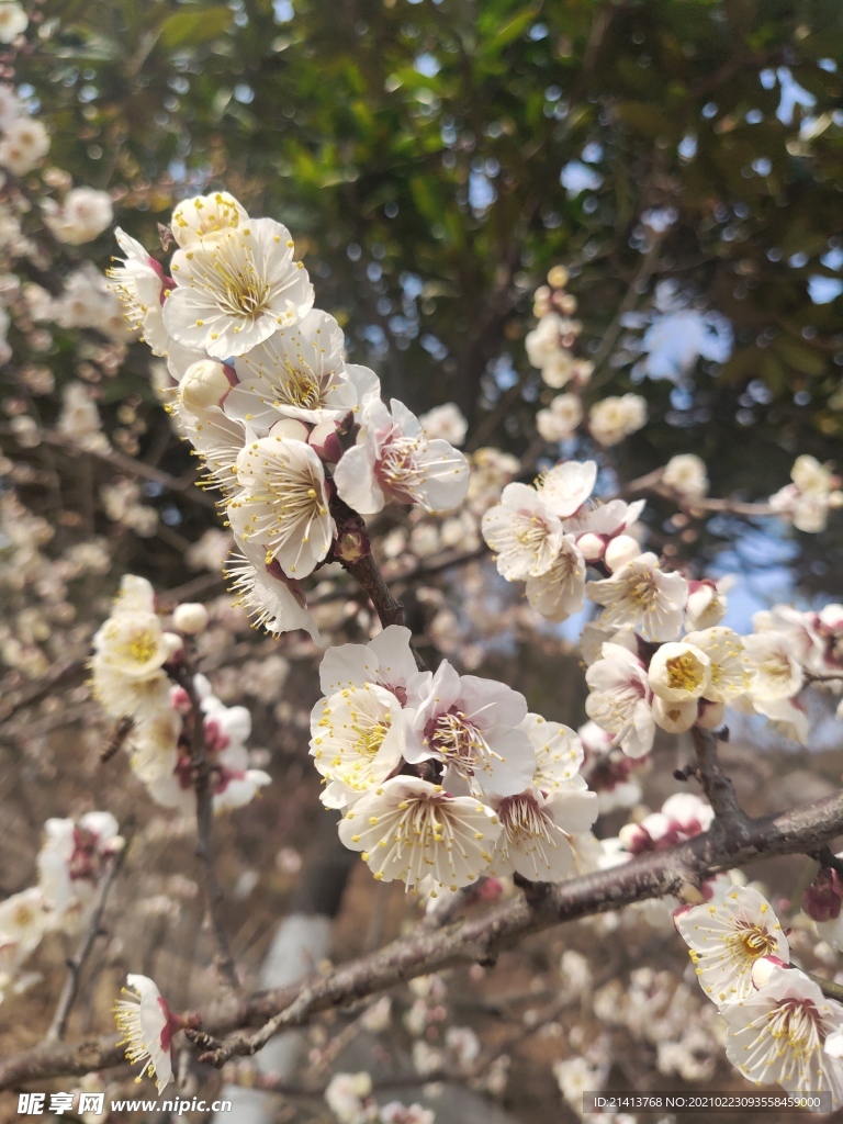 腊梅花朵花卉