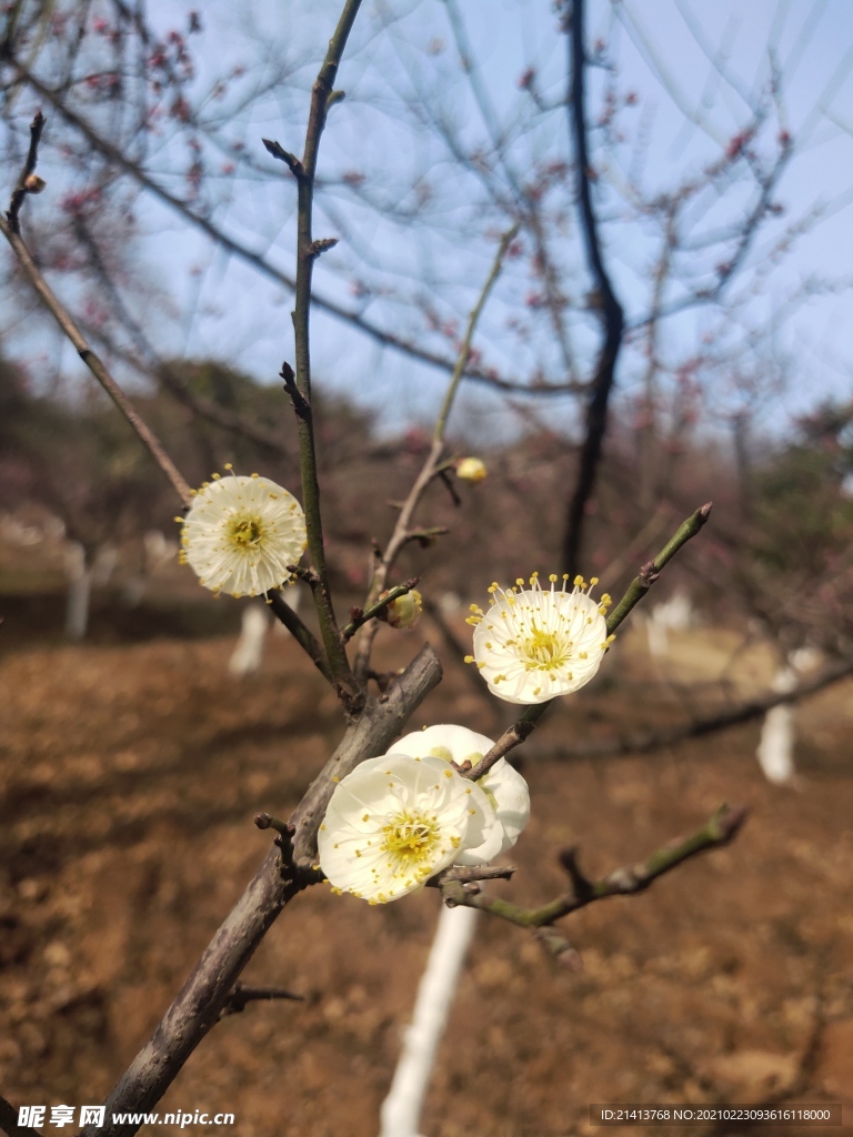 腊梅花朵花卉