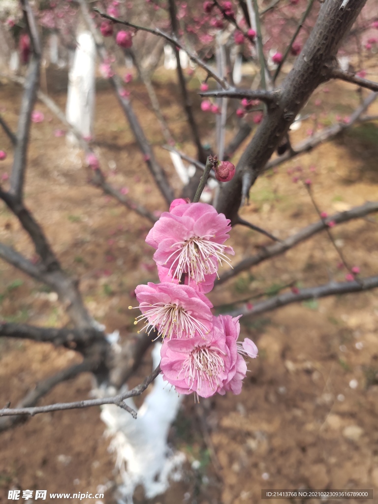 腊梅花朵花卉