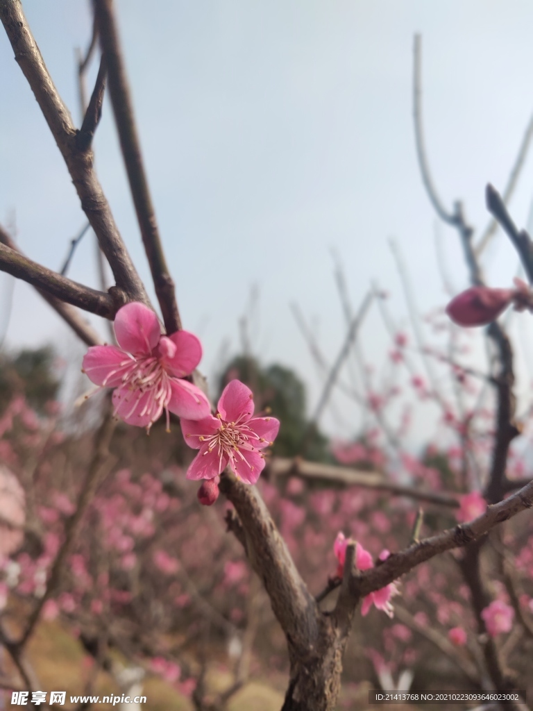 腊梅花朵花卉