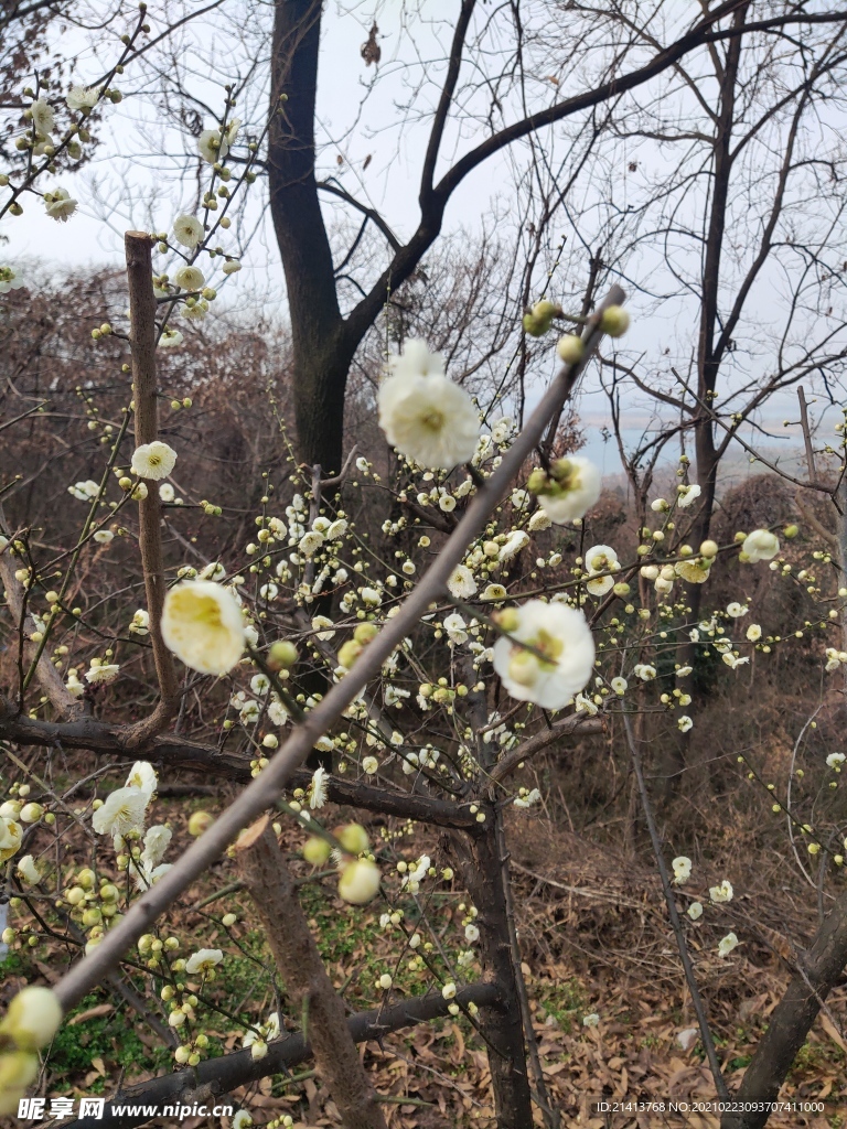 腊梅花朵花卉