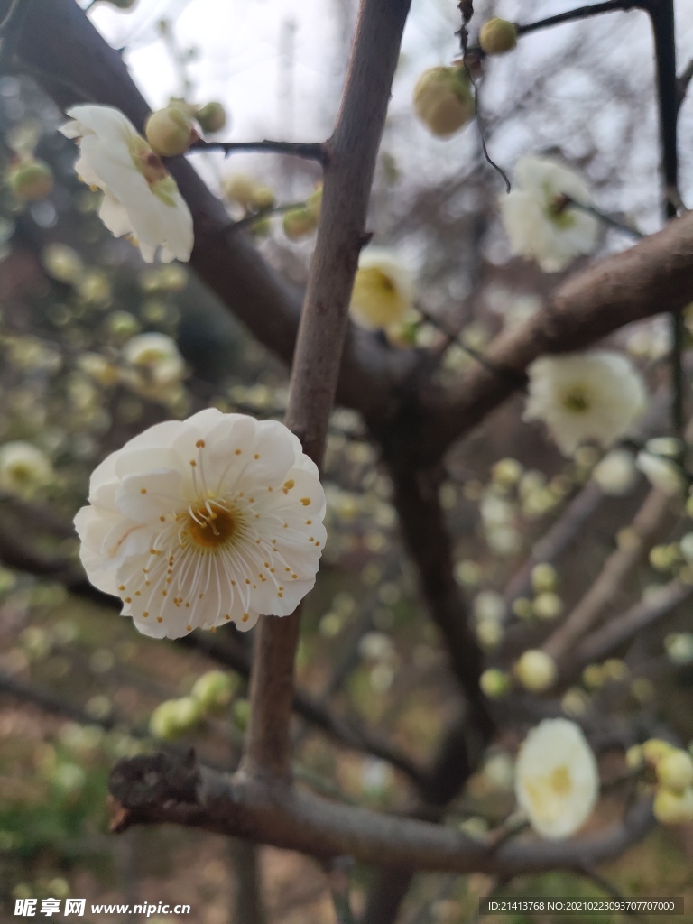 腊梅花朵花卉