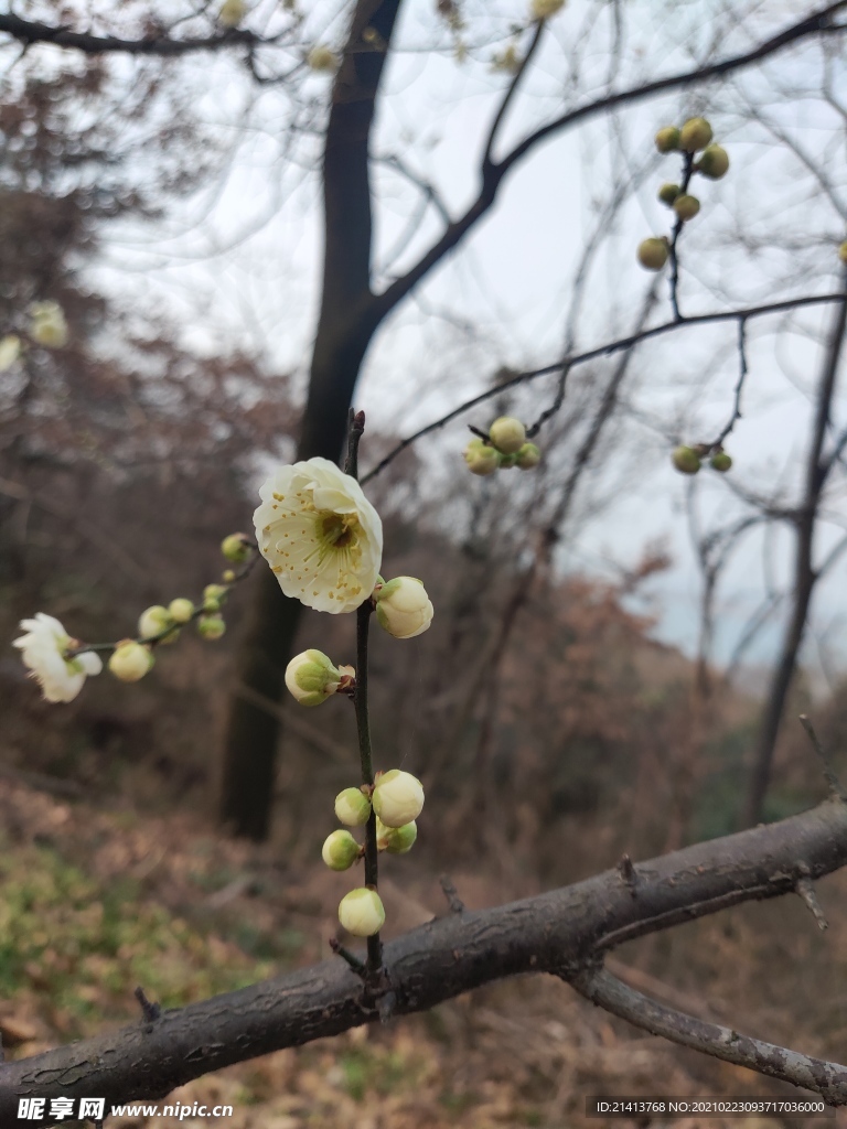 腊梅花朵花卉