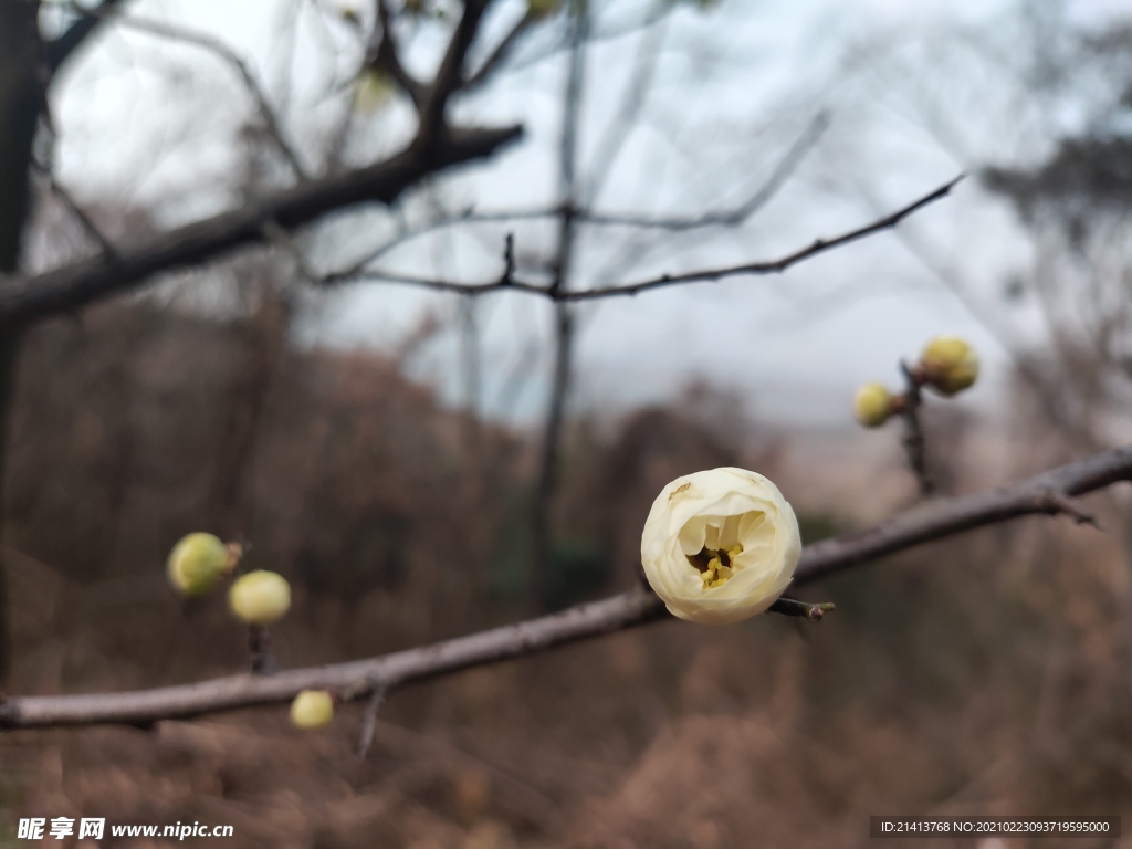 腊梅花朵花卉