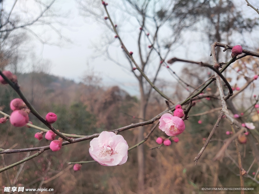 腊梅花朵花卉