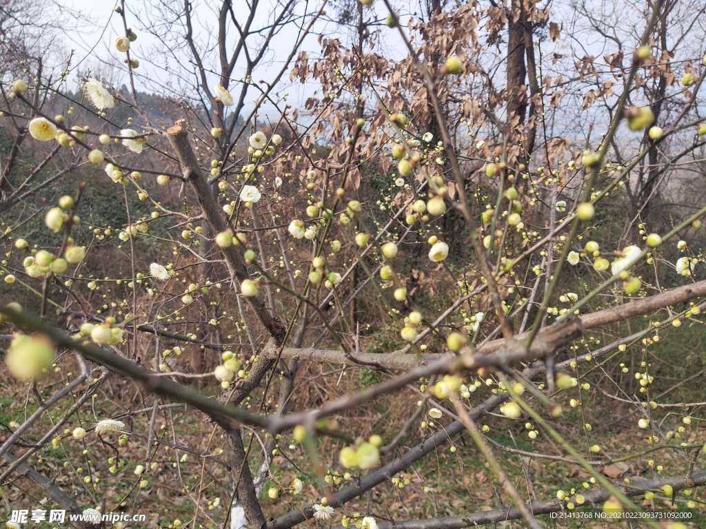 腊梅花朵花卉