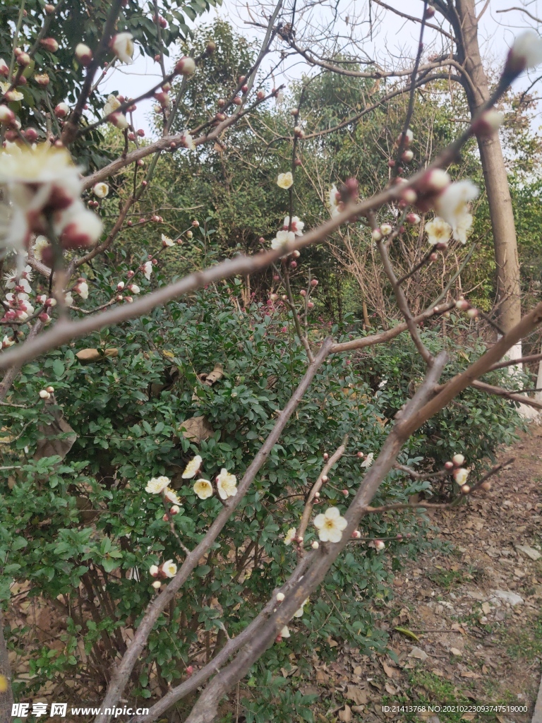 腊梅花朵花卉