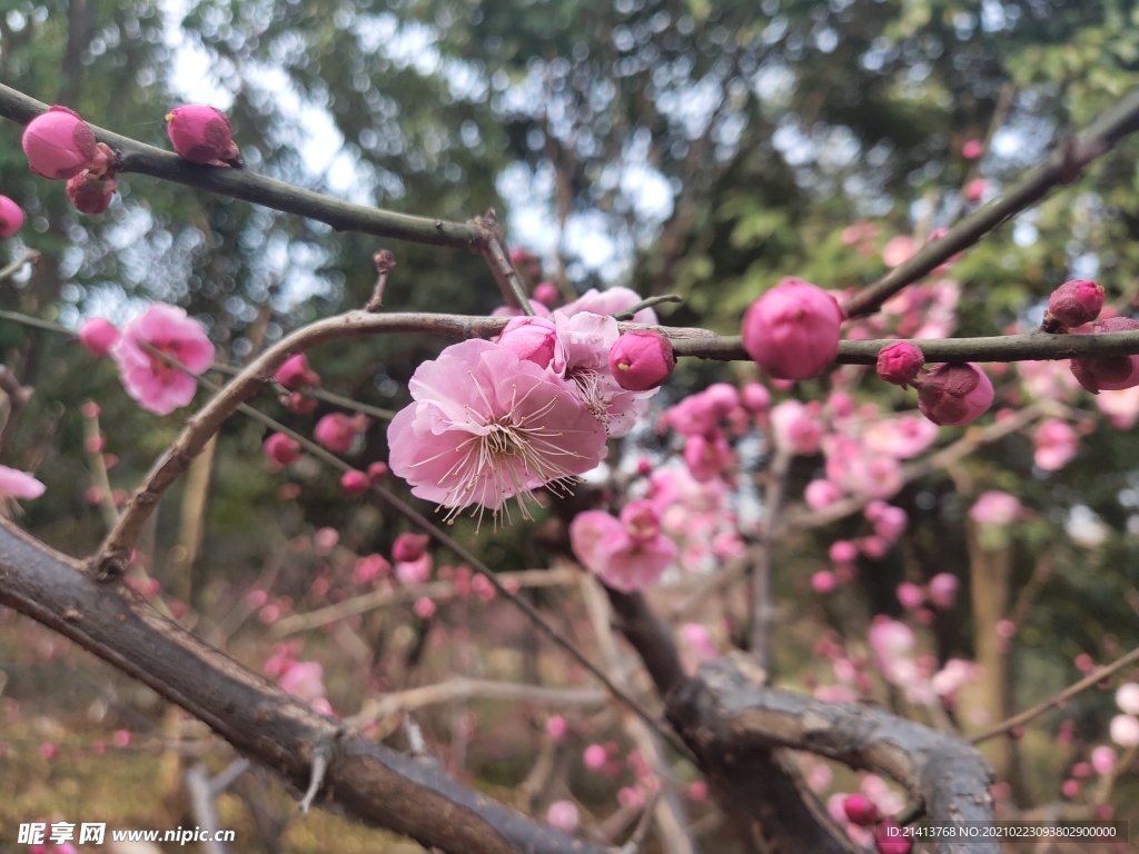 腊梅花朵花卉