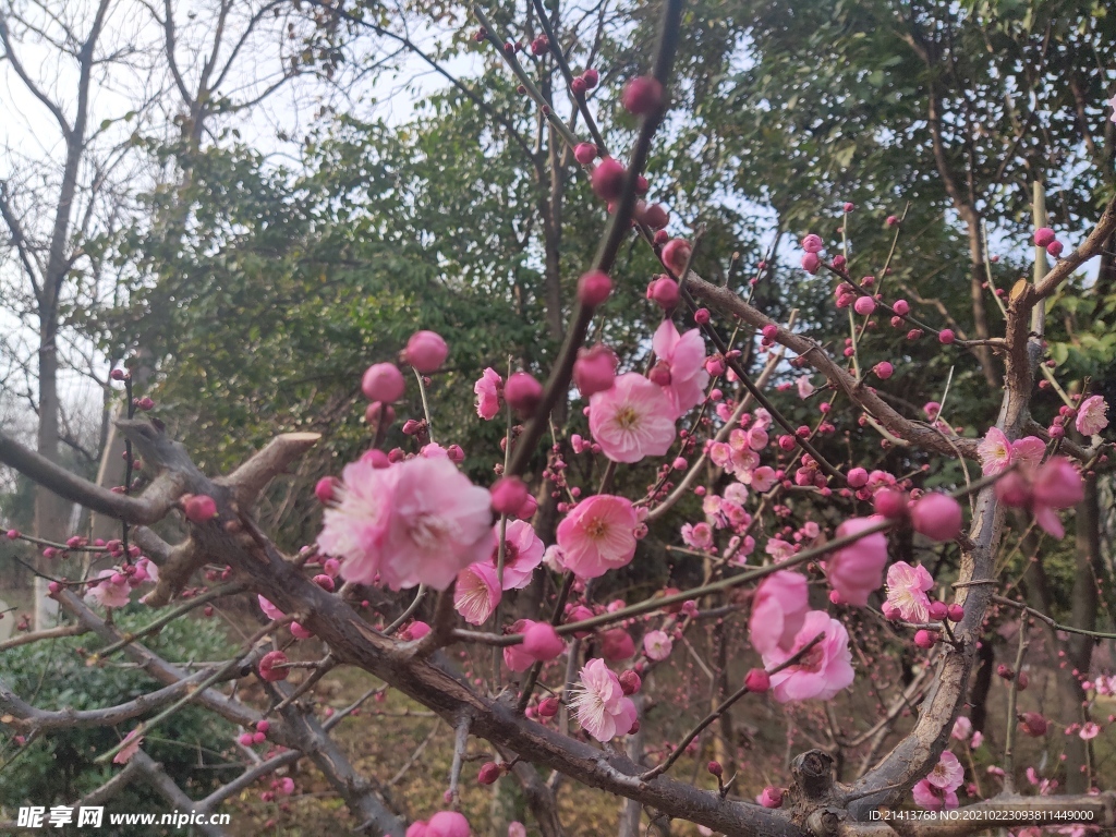 腊梅花朵花卉