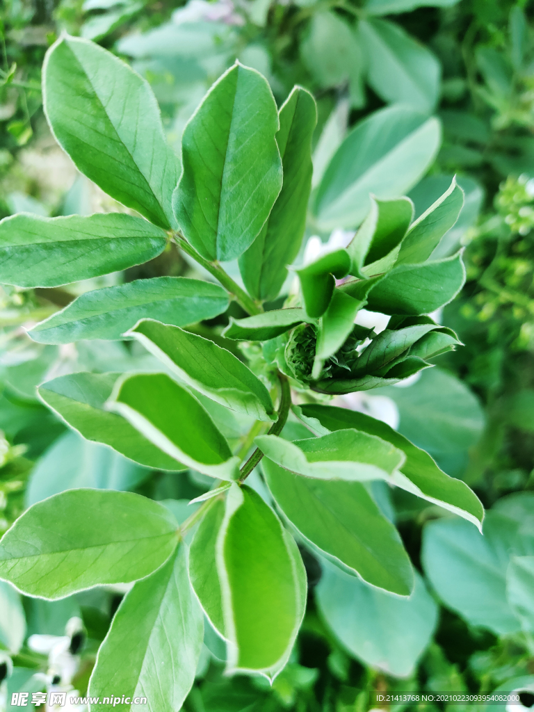 绿植绿叶植物