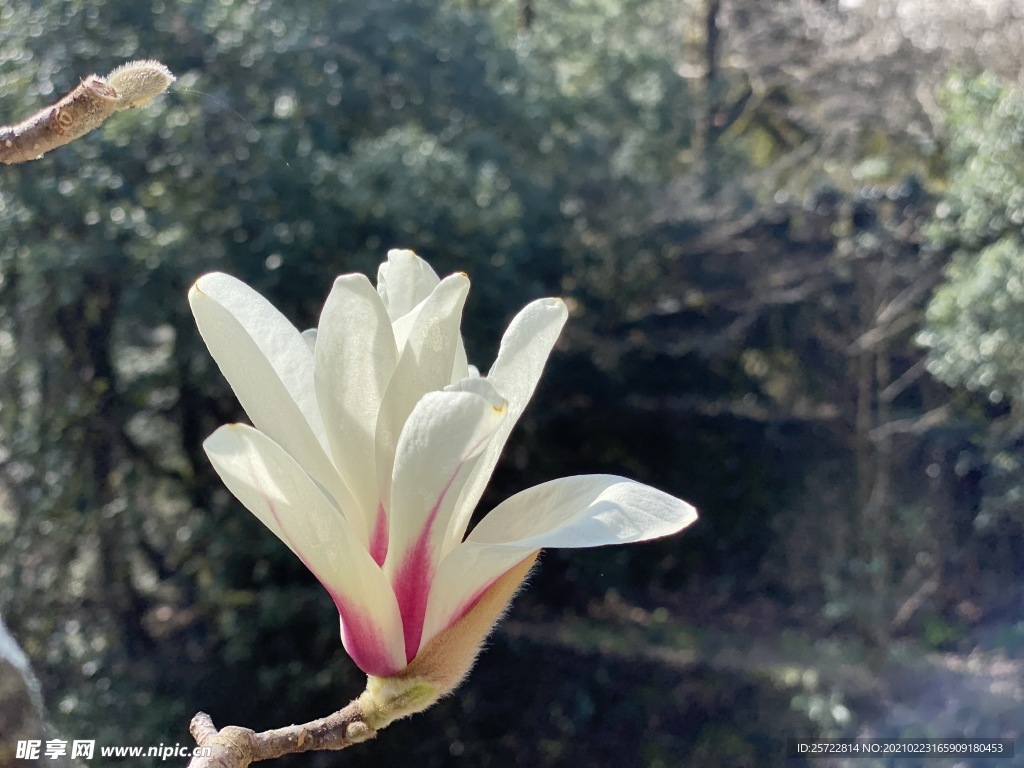 望春花