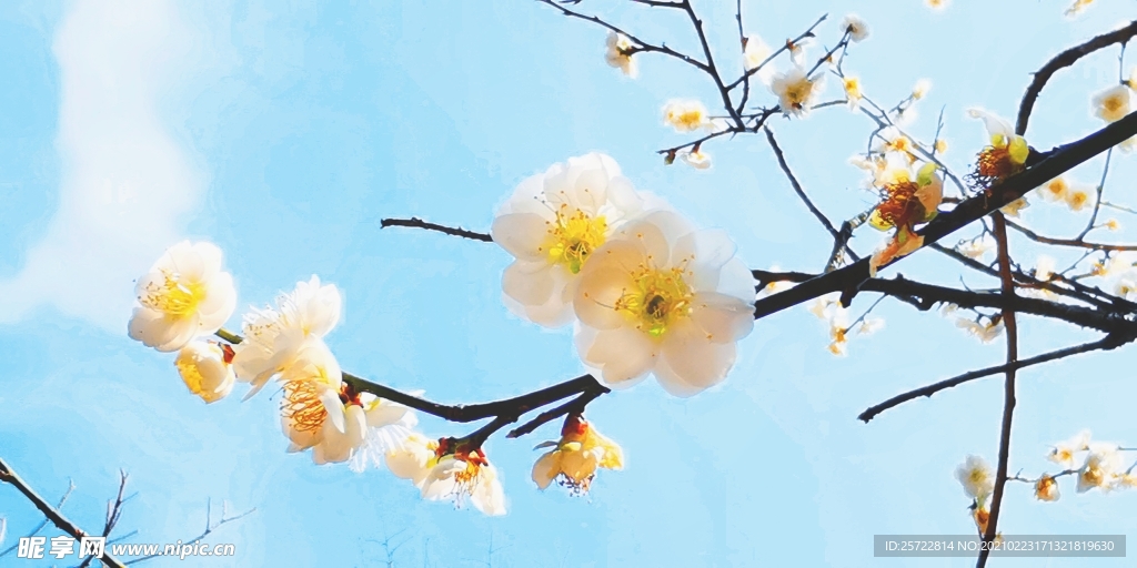 梅花