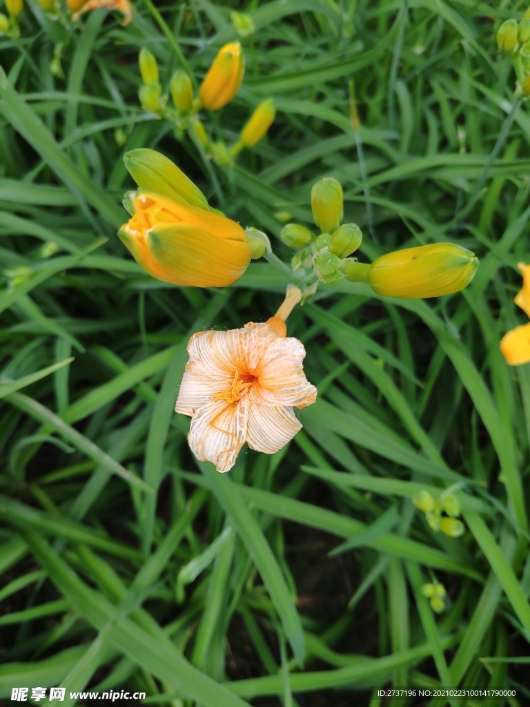 黄色的花