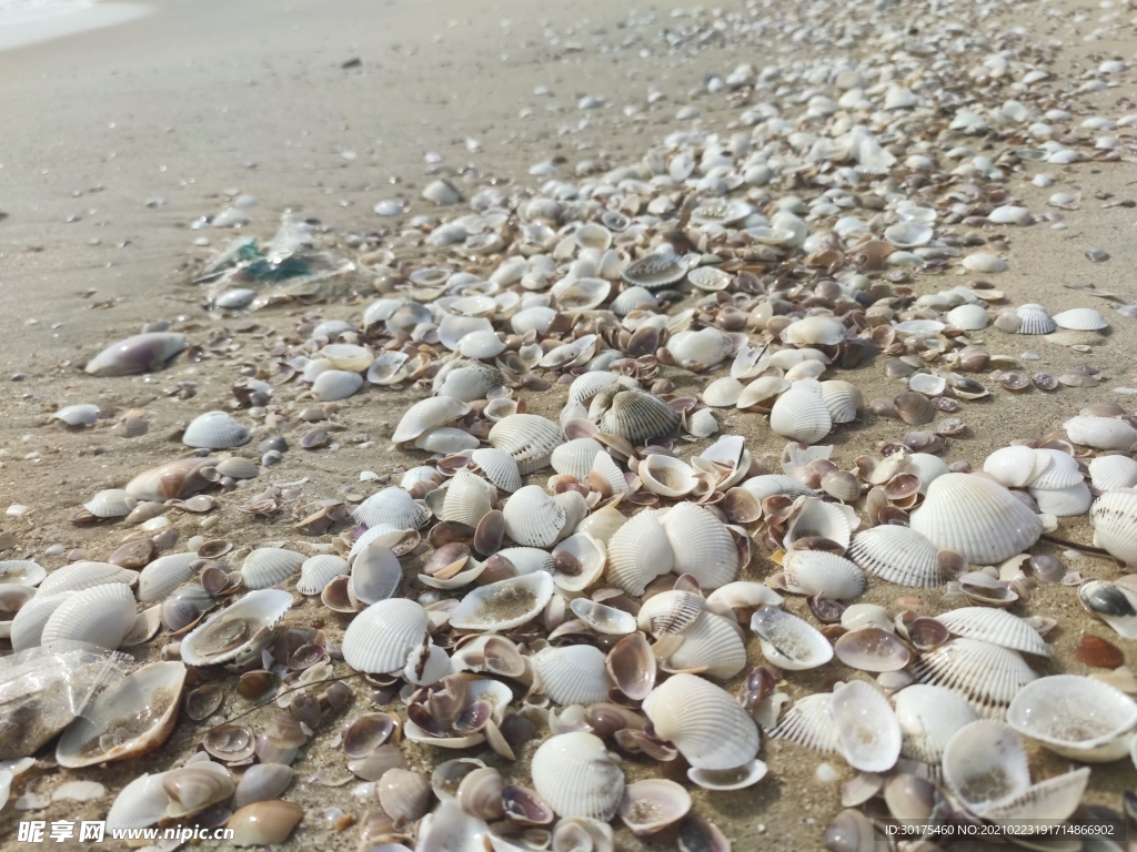 海滩贝壳