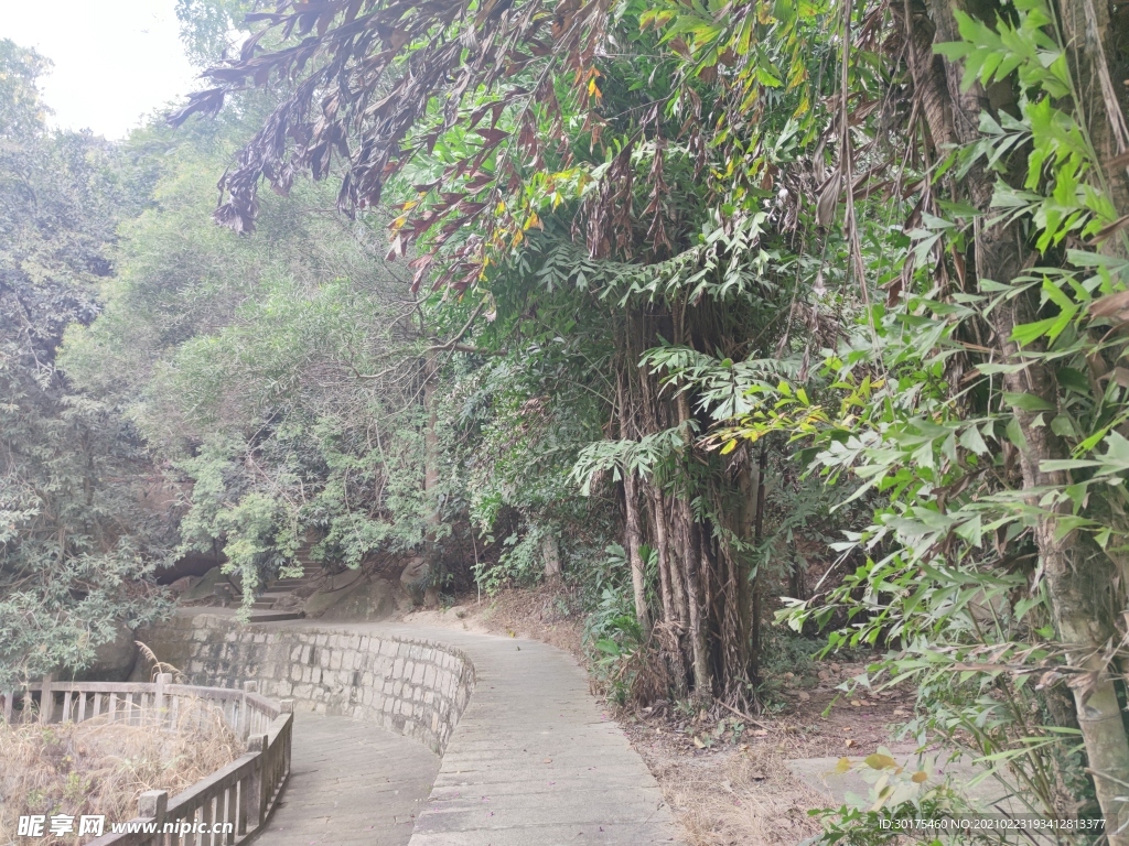 绿化树林