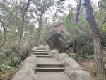 绿化树林