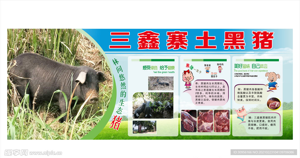 黑猪