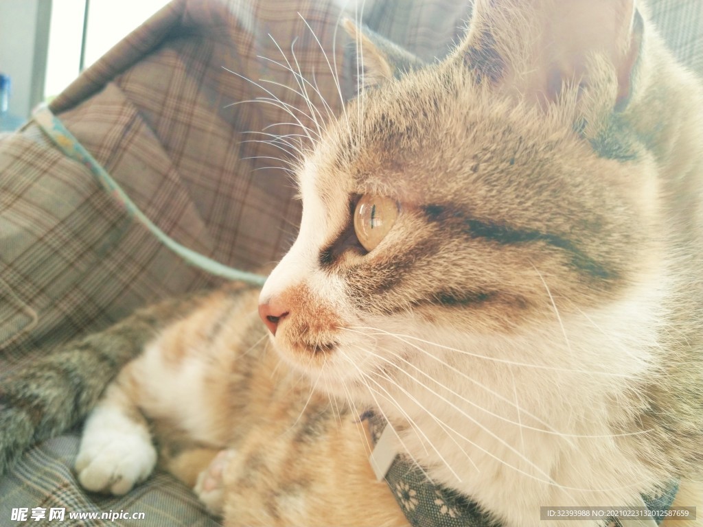 猫咪
