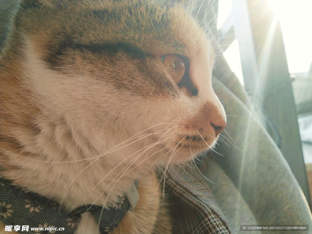 猫咪