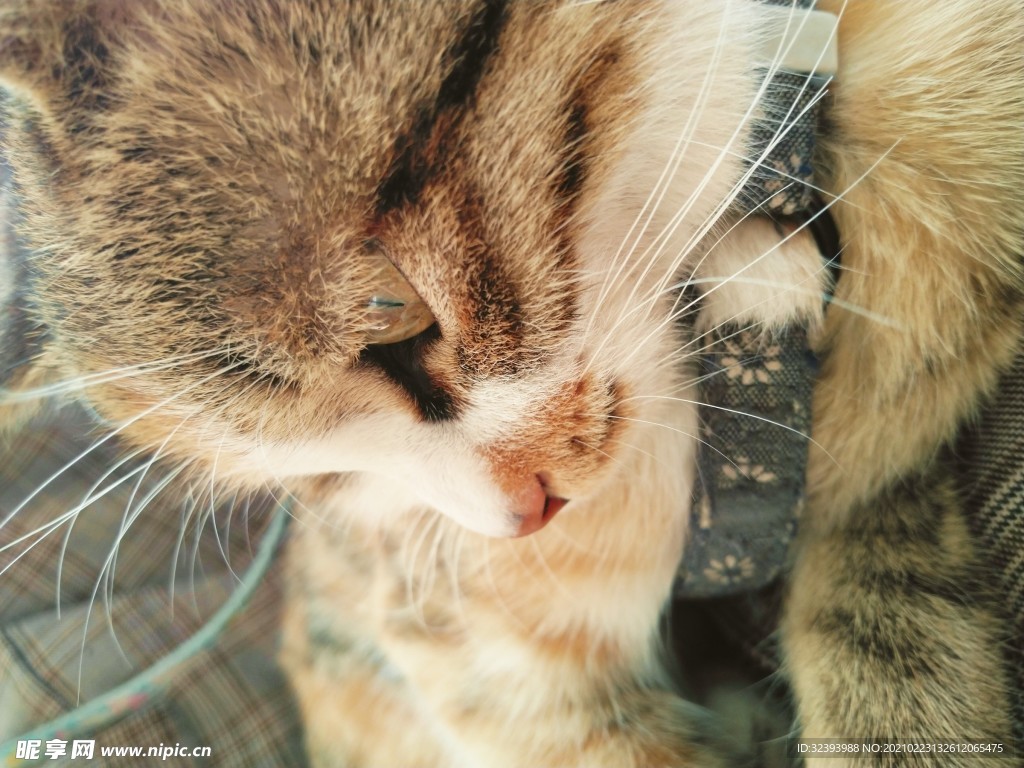 猫咪
