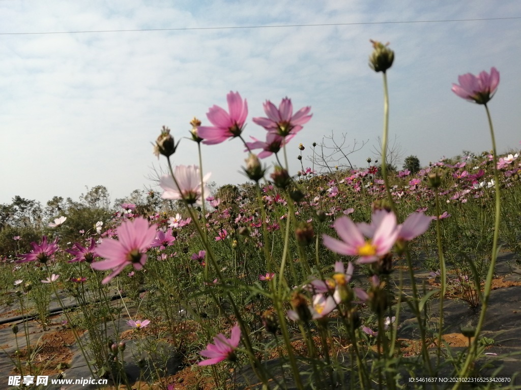 格桑花