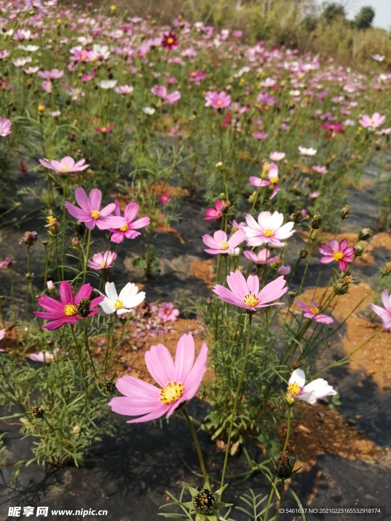 格桑花