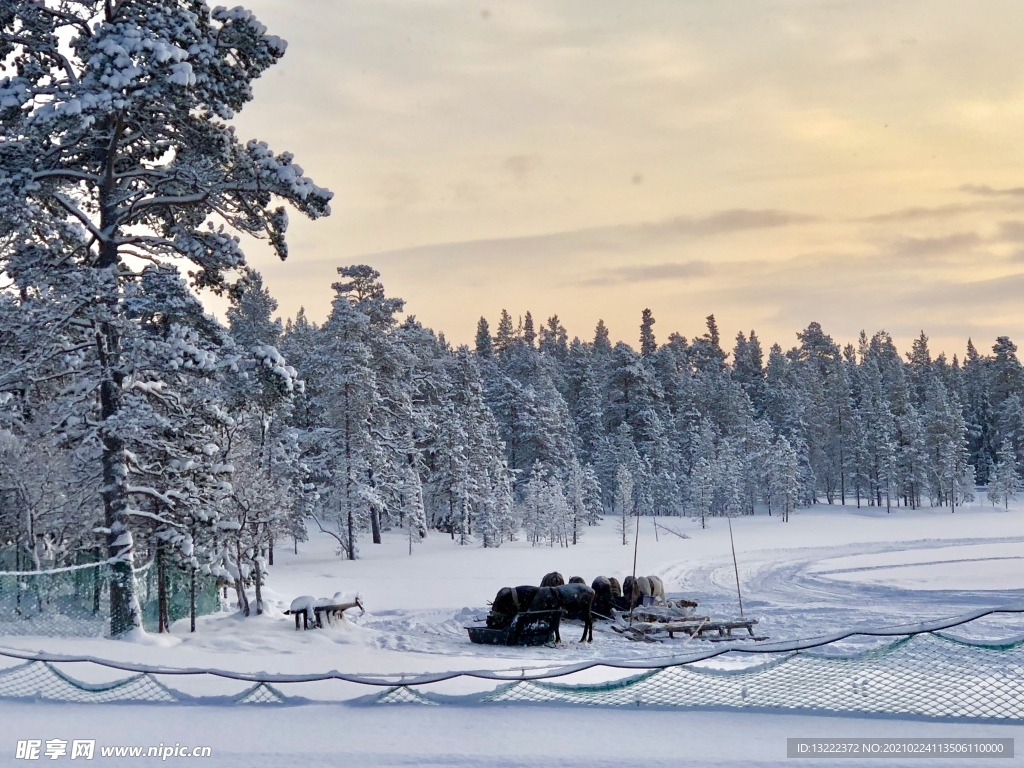 俄罗斯风景摄影照片雪景驯鹿