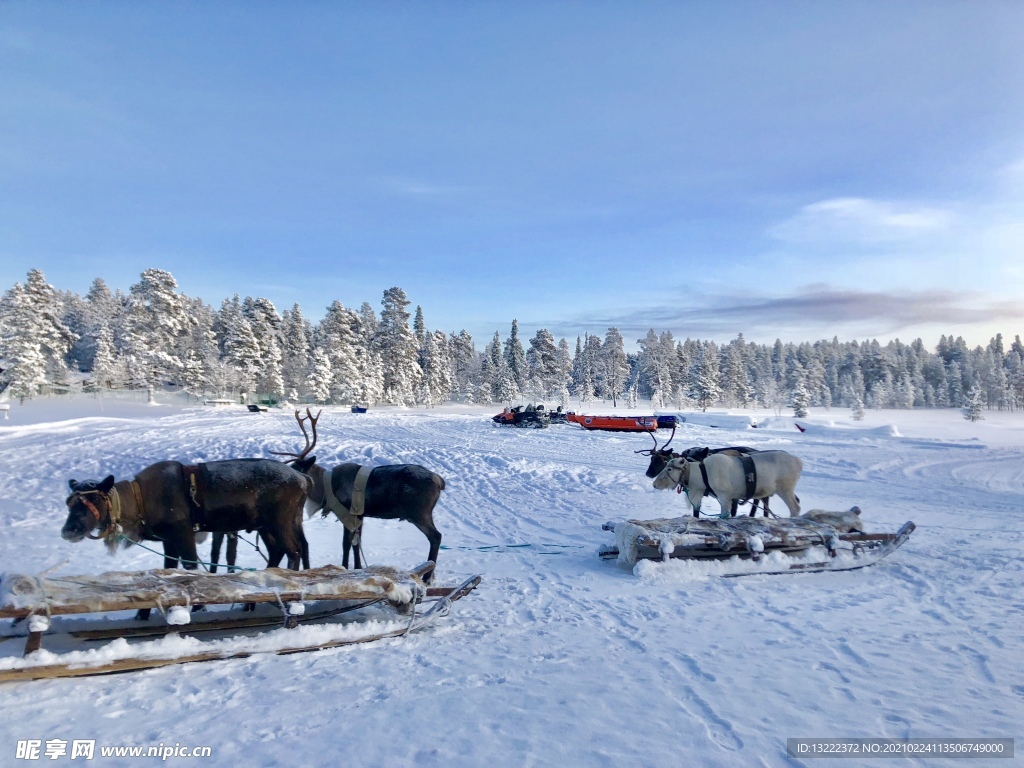 俄罗斯驯鹿森林雪景摄影