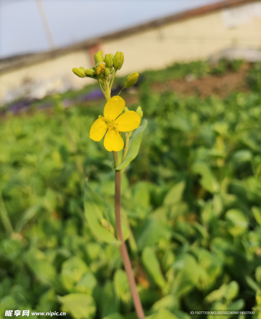 油菜花